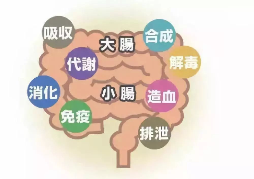 換季是“腸道”的一個坎，只要記住這一點，輕松調(diào)理腸道?。?！